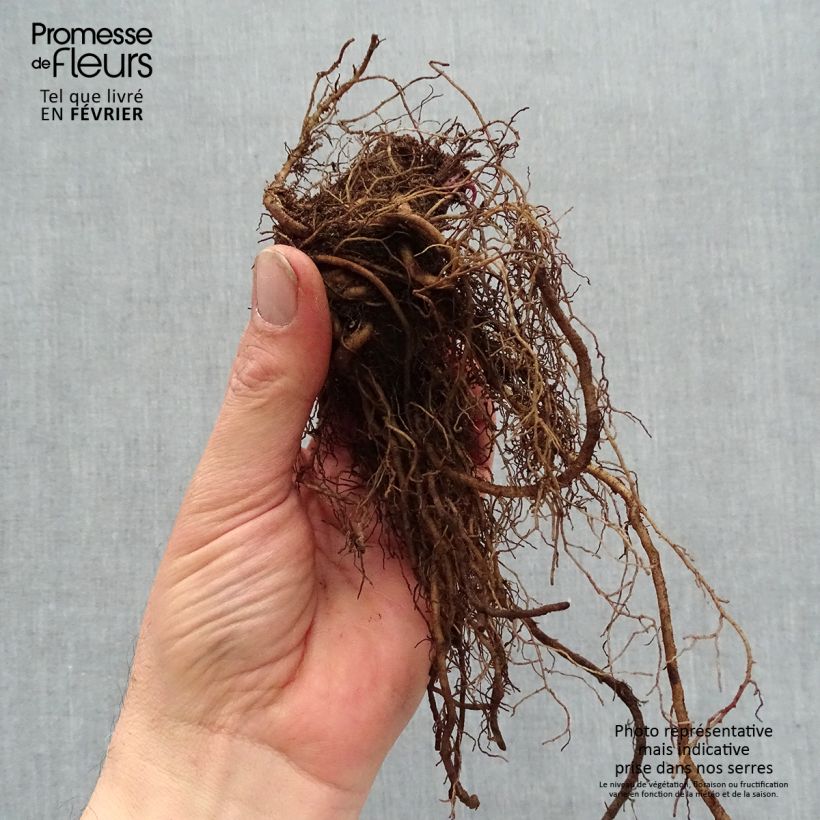 Example of Echinacea purpurea Strawberries and Cream  Racines nues, Qualité premium as you get in hiver