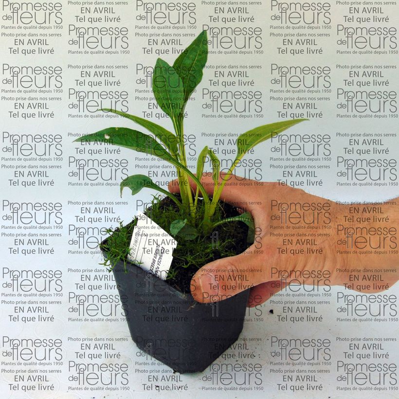 Exemple de spécimen de Echinacea purpurea Summer Breeze - Echinacée Godet de 8/9 cm tel que livré