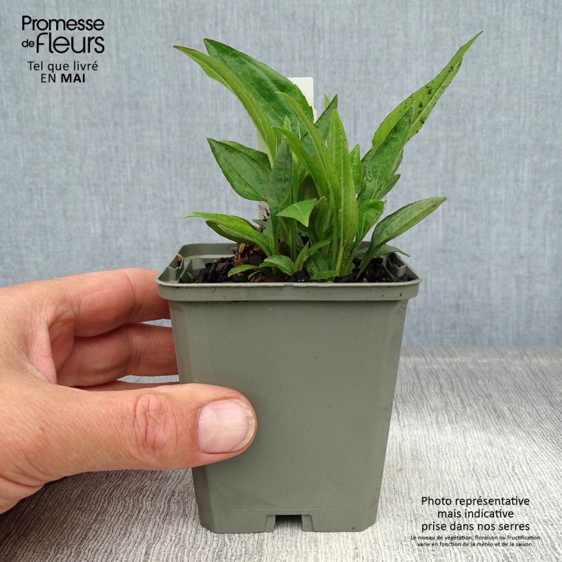 Spécimen de Echinacea purpurea Summer Cocktail Godet de 8/9 cm tel que livré au printemps