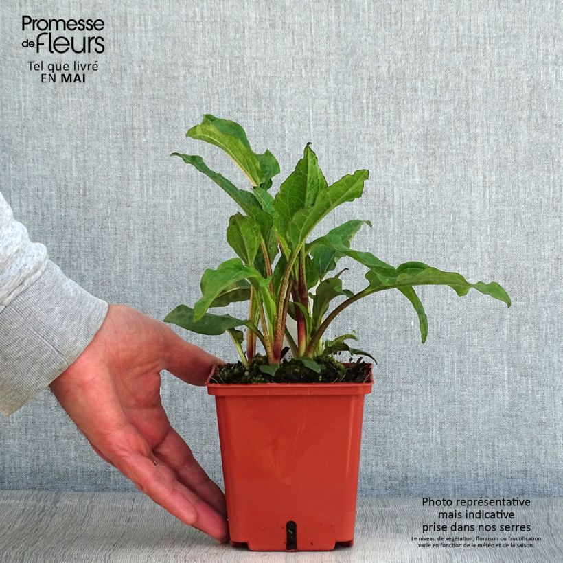 Spécimen de Echinacea purpurea Summer Cocktail Pot de 1L/1,5L tel que livré au printemps