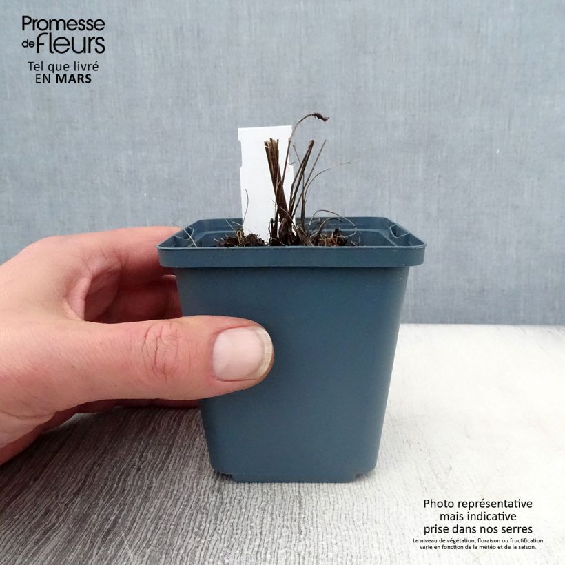 Example of Echinacea purpurea Sundown - Rudbeckia pourpre Godet de 8/9 cm as you get in printemps