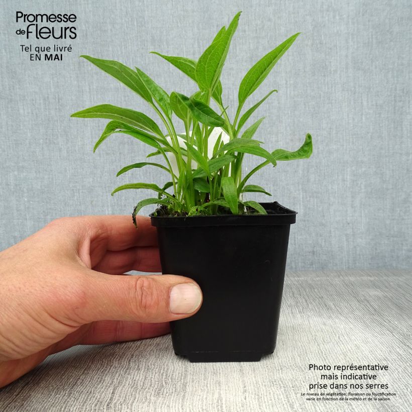 Example of Echinacea purpurea Sunrise - Rudbeckia pourpre Godet de 8/9 cm as you get in printemps