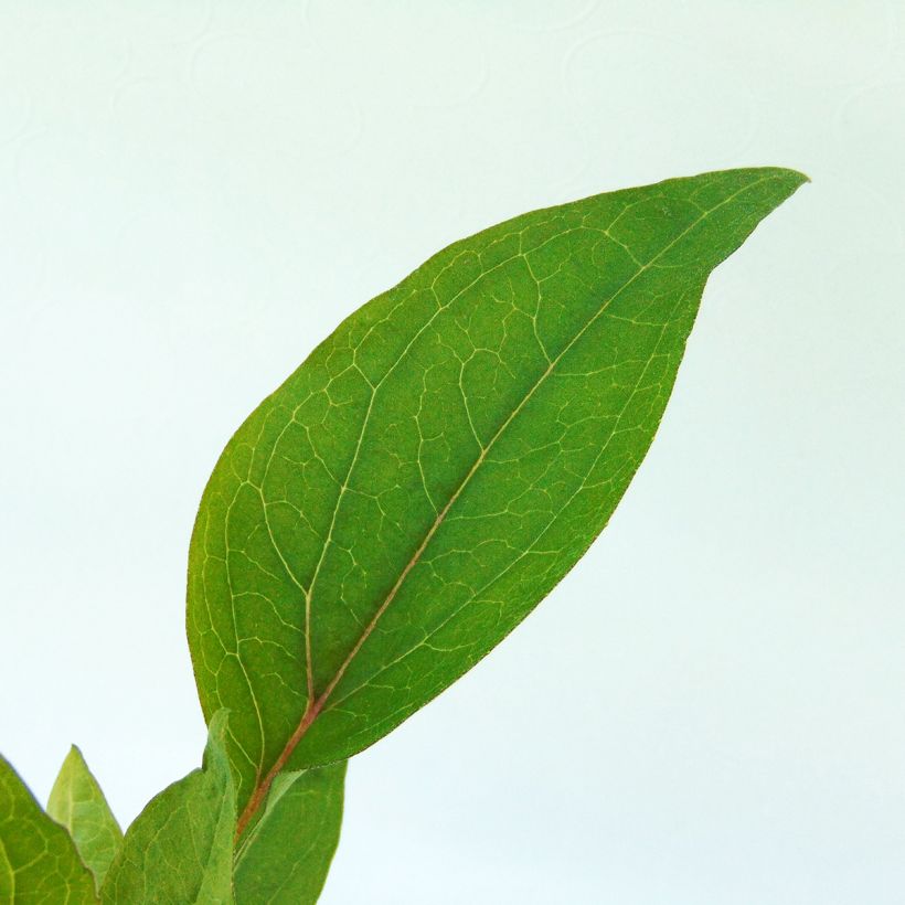 Echinacea purpurea Vintage Wine - Echinacée (Foliage)