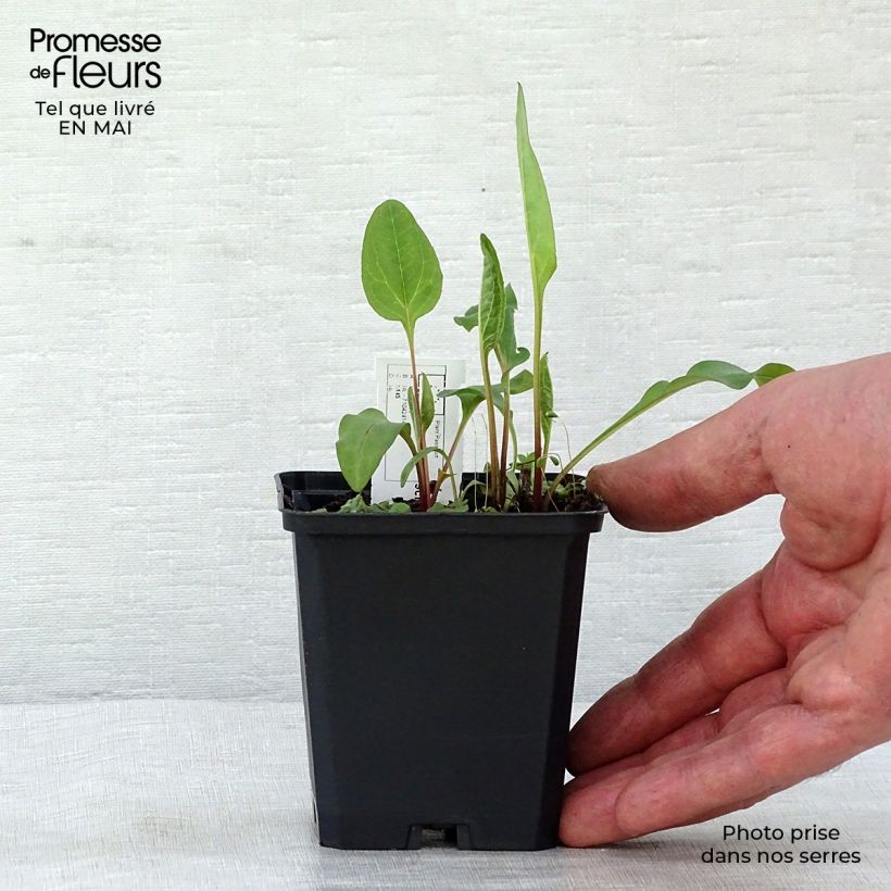 Example of Echinacea purpurea Vintage Wine - Echinacée Godet de 8/9 cm as you get in printemps