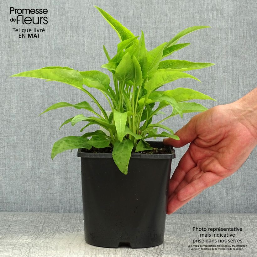 Example of Echinacea purpurea Virgin - Echinacée Pot de 2L/3L as you get in printemps