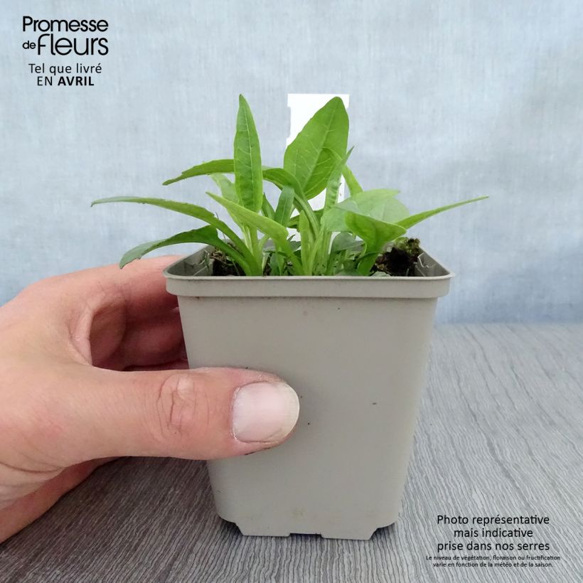 Example of Echinacea purpurea Virgin - Echinacée Godet de 8/9 cm as you get in printemps