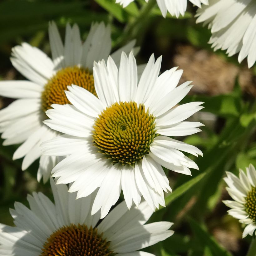 Echinacea purpurea White Meditation (Flowering)
