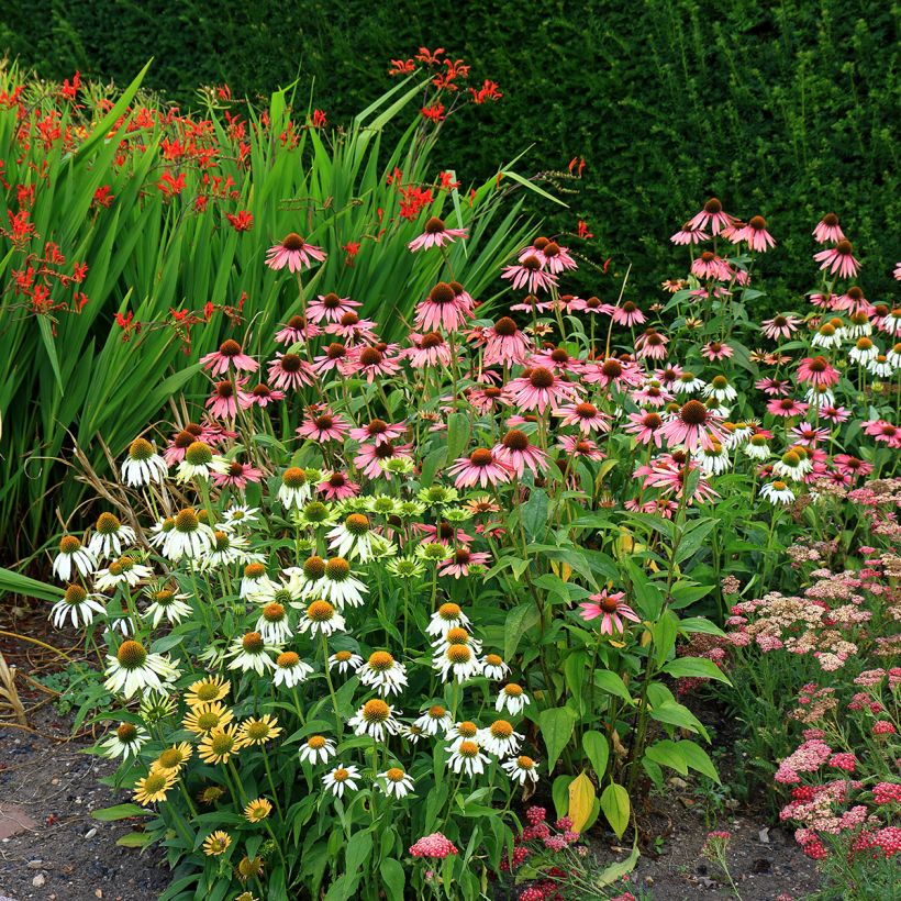 Graines d'Echinacea purpurea White Swan BIO - Echinacée blanche (Port)