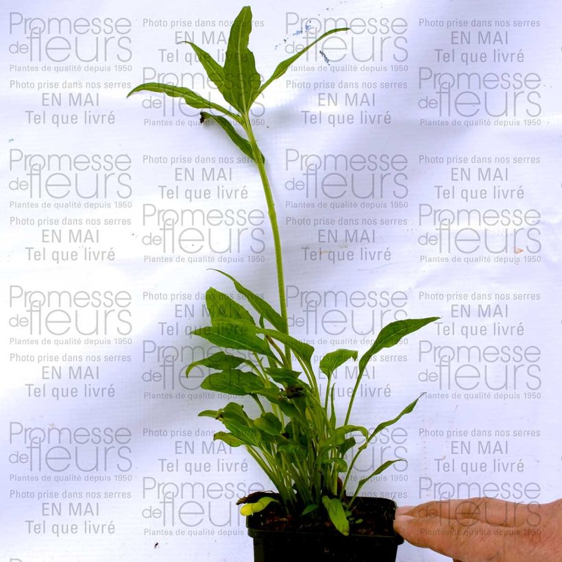 Example of Echinacea Coconut Lime - Echinacée Godet de 8/9 cm as you get