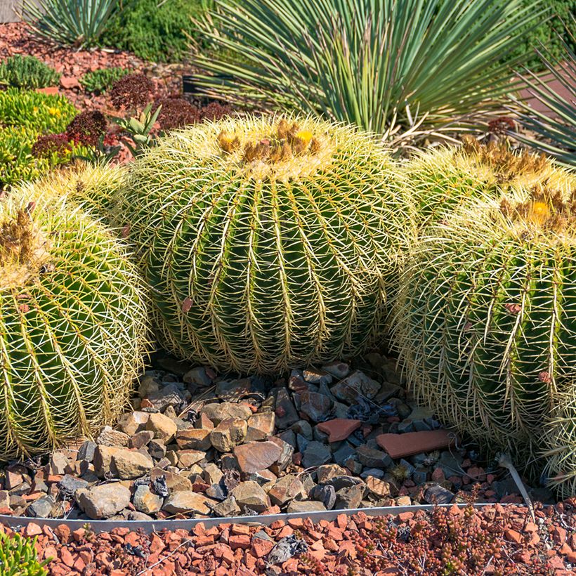 Echinocactus grusonii - Coussin de Belle-mère (Port)