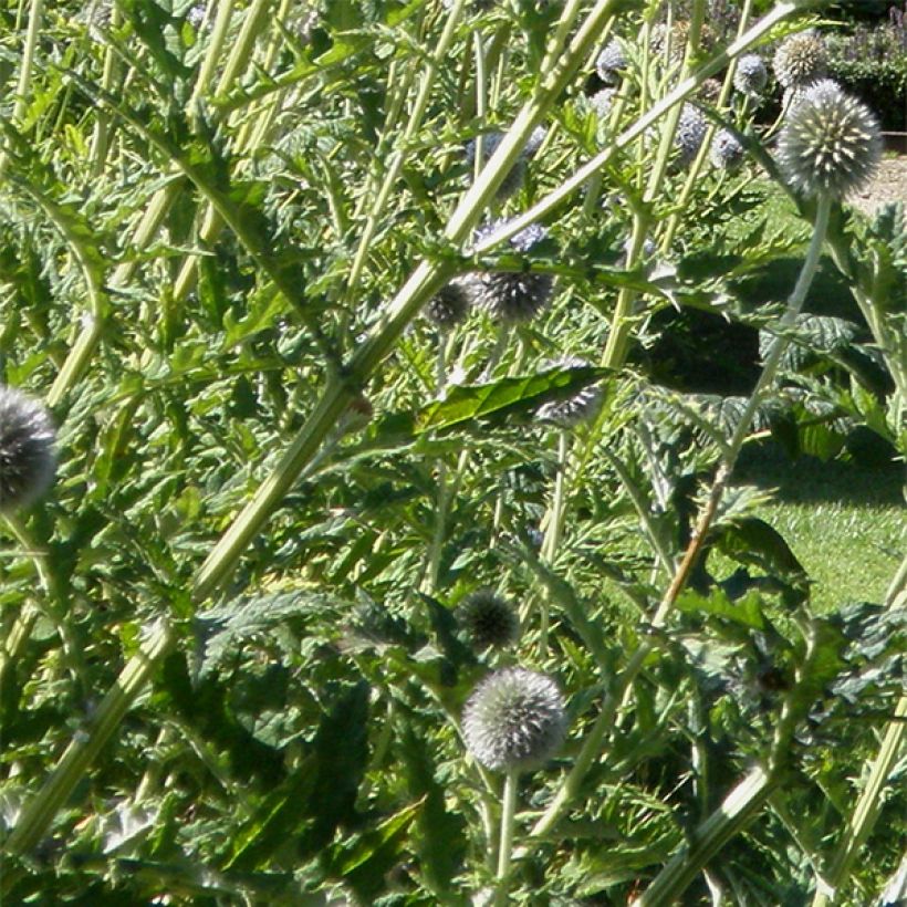 Chardon boule - Echinops bannaticus Star Frost  (Foliage)