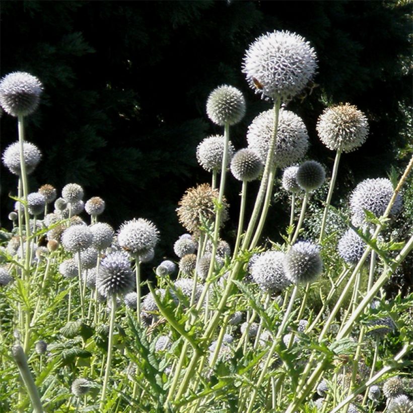 Chardon boule - Echinops bannaticus Star Frost  (Flowering)
