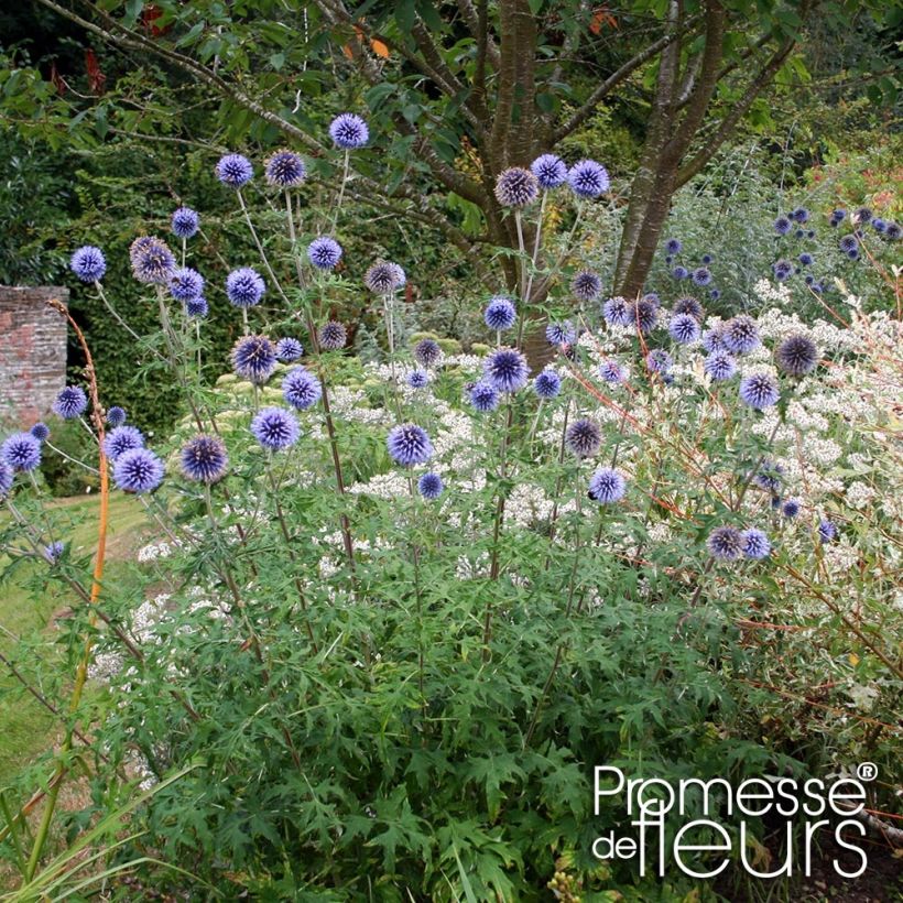 Echinops bannaticus Taplow Blue - Chardon boule (Plant habit)