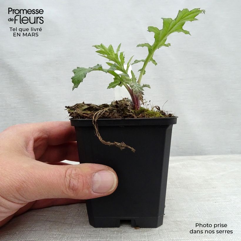 Example of Echinops bannaticus Taplow Blue - Chardon boule Godet de 8/9 cm as you get in printemps