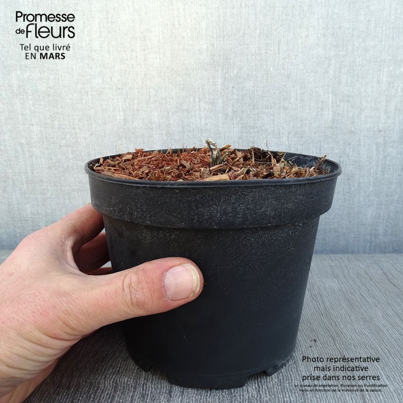 Example of Echinops bannaticus Taplow Blue - Chardon boule Pot de 2L/3L as you get in hiver