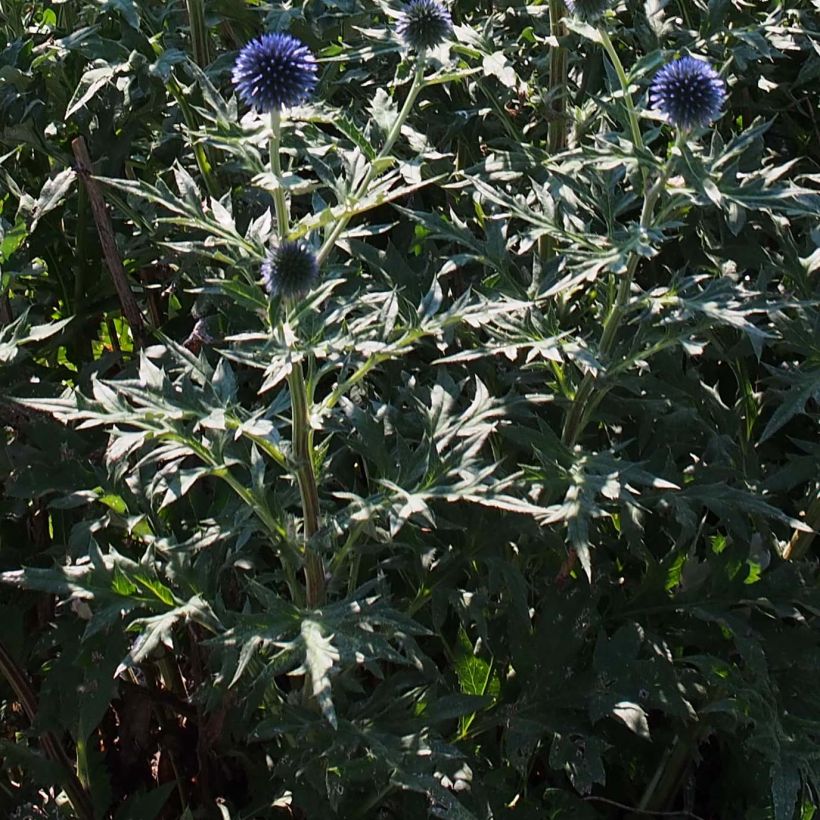 Echinops ritro Veitch’s Blue - Chardon boule (Foliage)