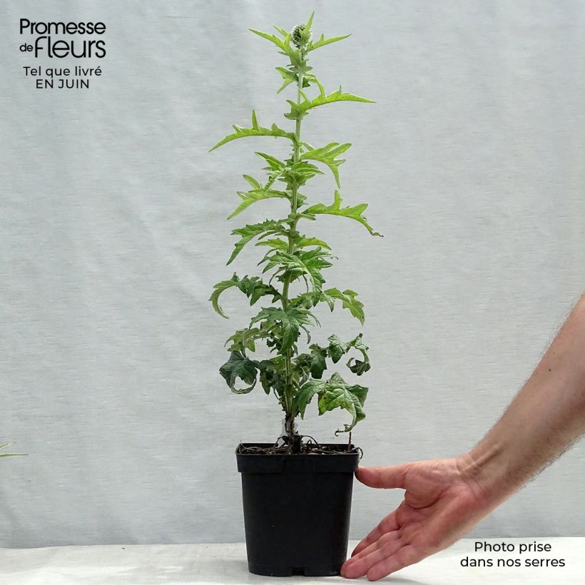 Spécimen de Echinops ritro Veitch’s Blue - Chardon boule Pot de 2L/3L tel que livré en été