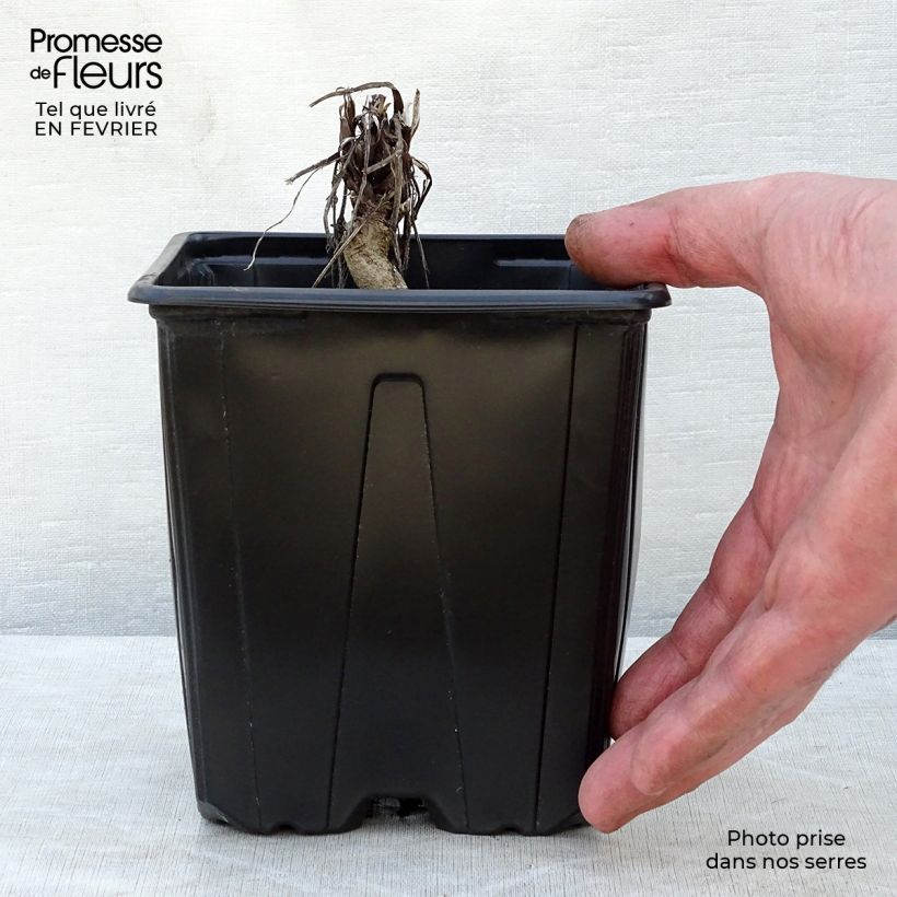 Example of Echinops ritro Veitch’s Blue - Chardon boule Pot de 2L/3L as you get in hiver