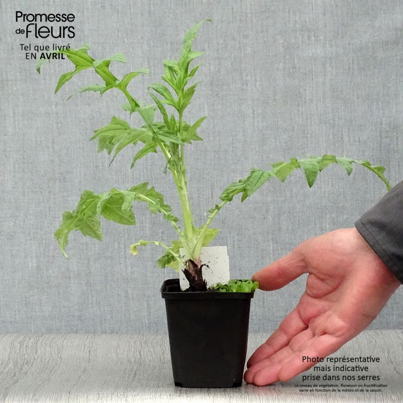 Example of Echinops ritro Veitch’s Blue - Chardon boule Godet de 8/9 cm as you get in printemps