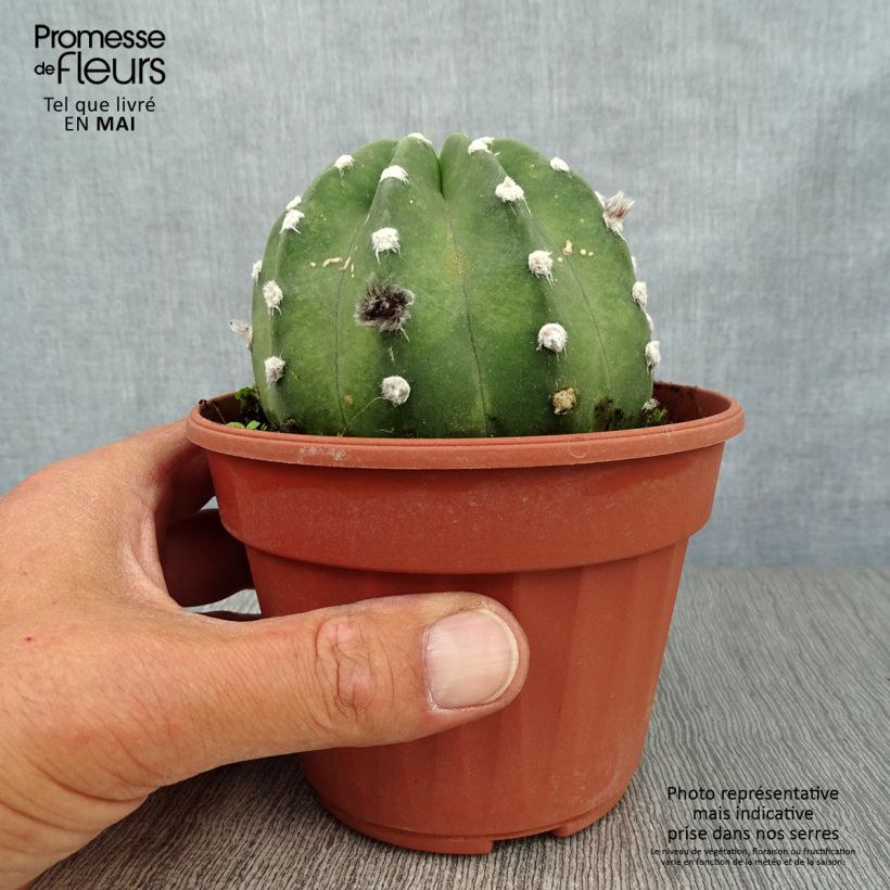 Example of Echinopsis subdenudata Pot de 12 cm / 13 cm as you get in printemps