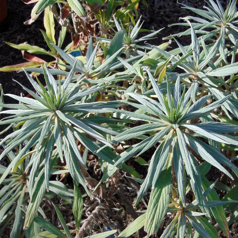 Echium fastuosum (candicans) - Vipérine de Madère (Foliage)