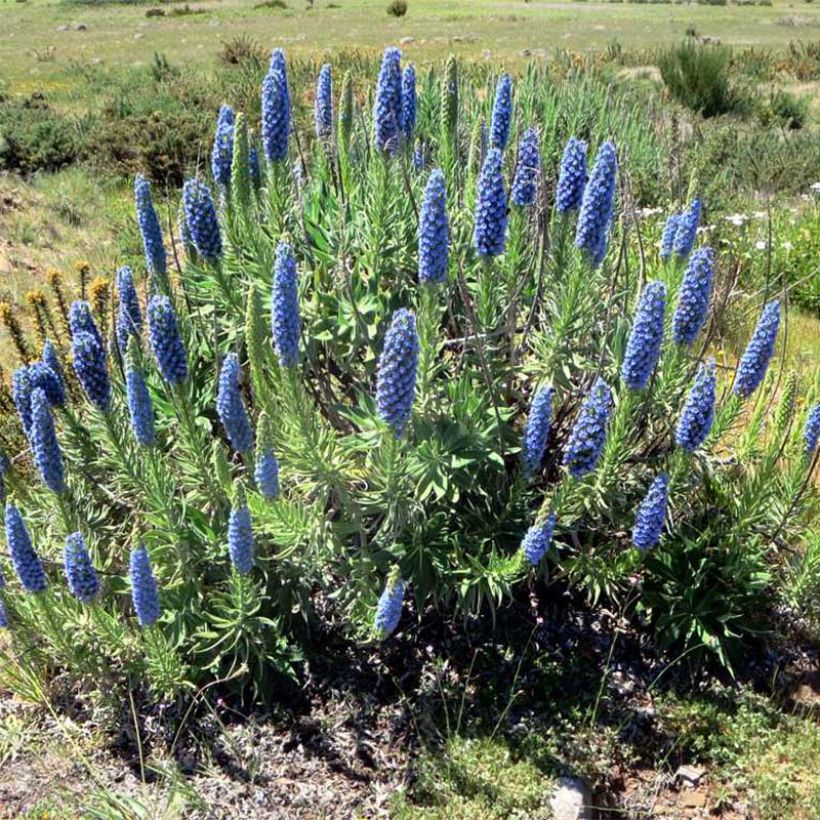 Echium fastuosum (candicans) - Vipérine de Madère (Plant habit)