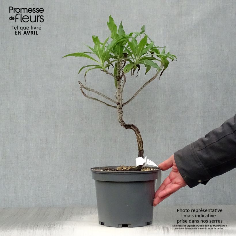 Example of Echium fastuosum (candicans) - Vipérine de Madère Pot de 3L/4L as you get in printemps