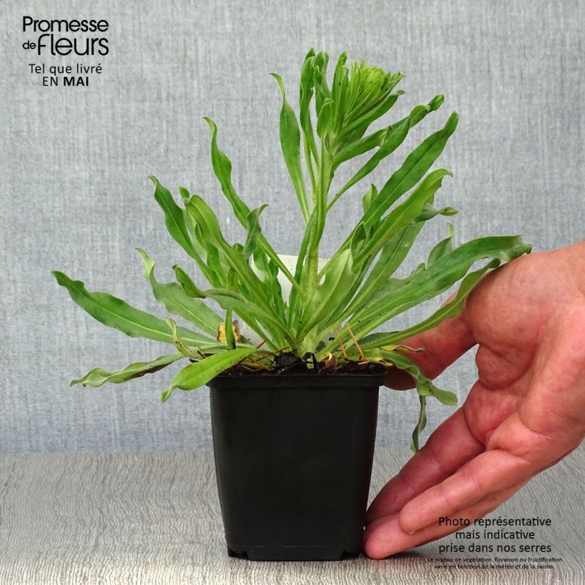 Example of Echium vulgare Godet de 8/9 cm as you get in printemps