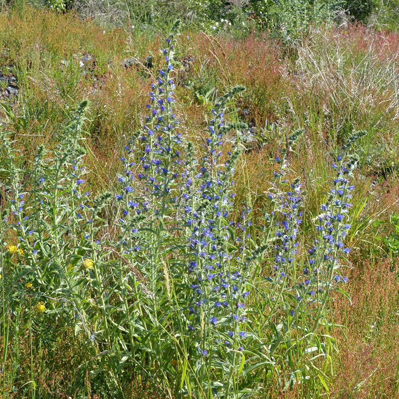 Graines de Vipérine commune - Echium vulgare (Plant habit)