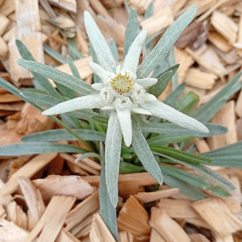 Edelweiss des Alpes, Leontopodium alpinum (Port)