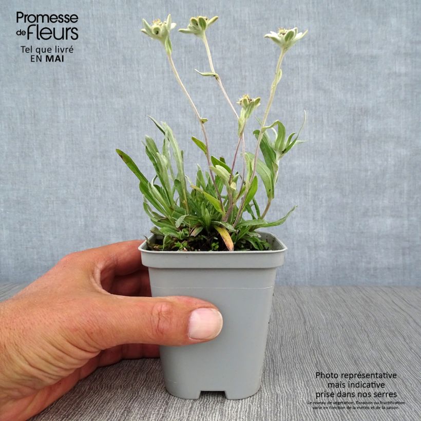 Example of Edelweiss des Alpes, Leontopodium alpinum Godet de 8/9 cm as you get in printemps