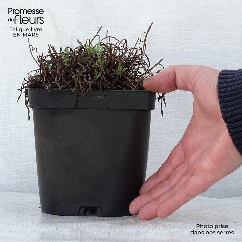 Example of Edelweiss des Alpes, Leontopodium alpinum Pot de 2L/3L as you get in printemps