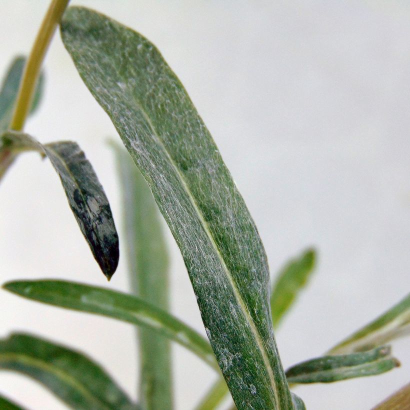 Edelweiss des Alpes, Leontopodium alpinum (Foliage)