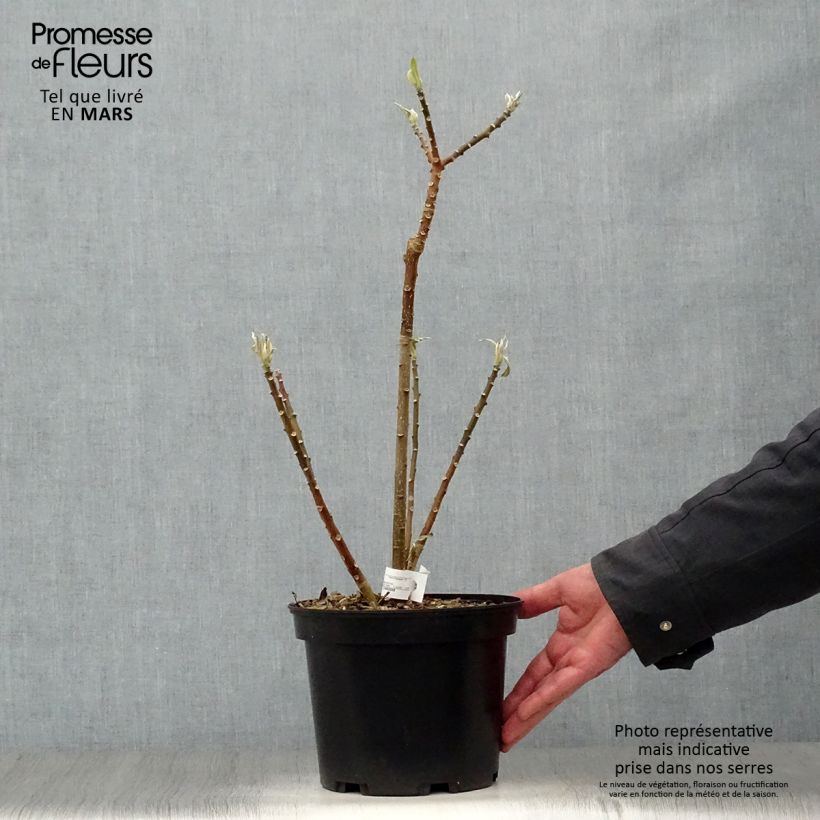 Example of Edgeworthia chrysantha - Buisson à papier Pot de 3L/4L as you get in printemps