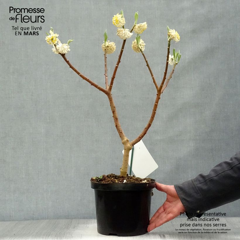 Example of Edgeworthia chrysantha Grandiflora - Buisson à papier Pot de 4L/5L as you get in printemps