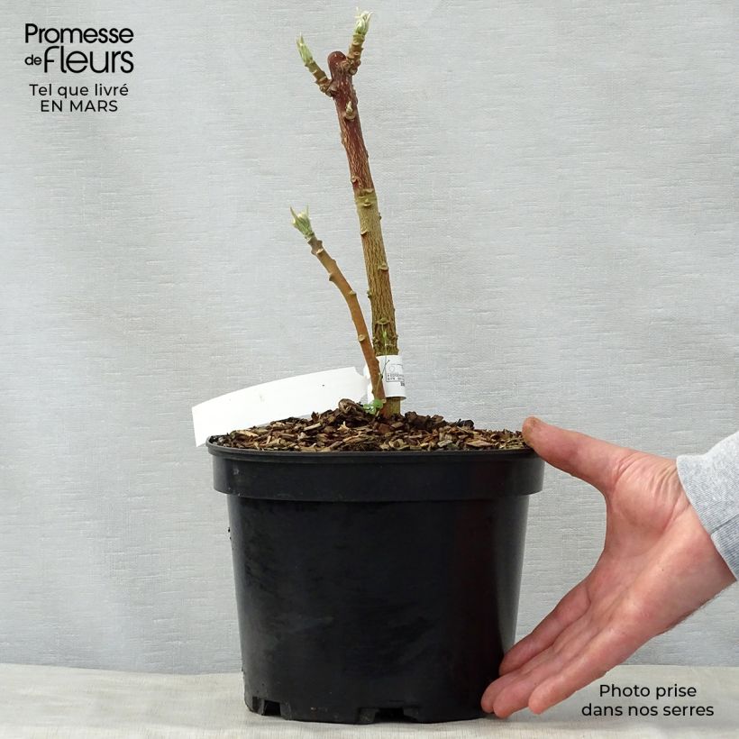 Example of Edgeworthia chrysantha Nanjing Gold - Buisson à papier Pot de 2L/3L as you get in printemps