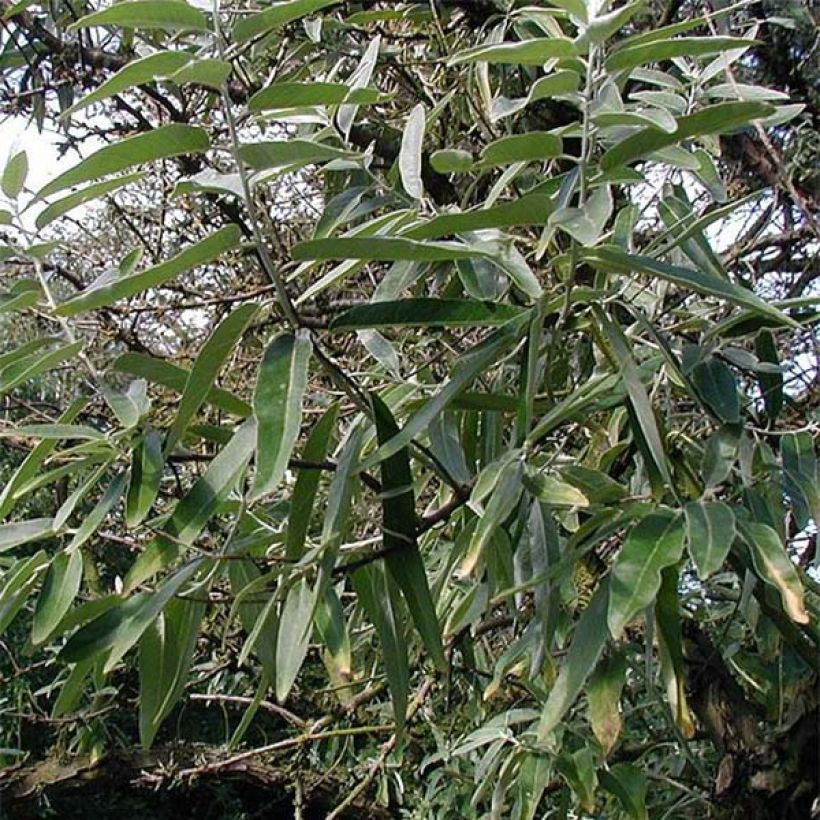 Elaeagnus angustifolia - Olivier de Boheme (Foliage)