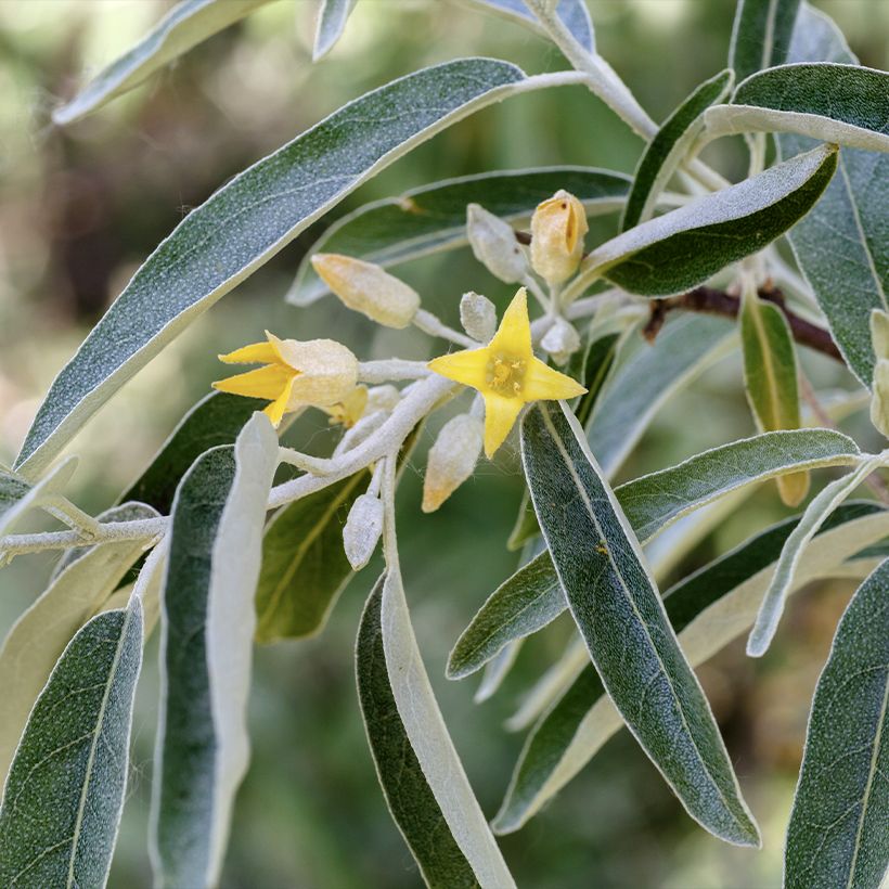 Elaeagnus angustifolia - Olivier de Boheme (Flowering)
