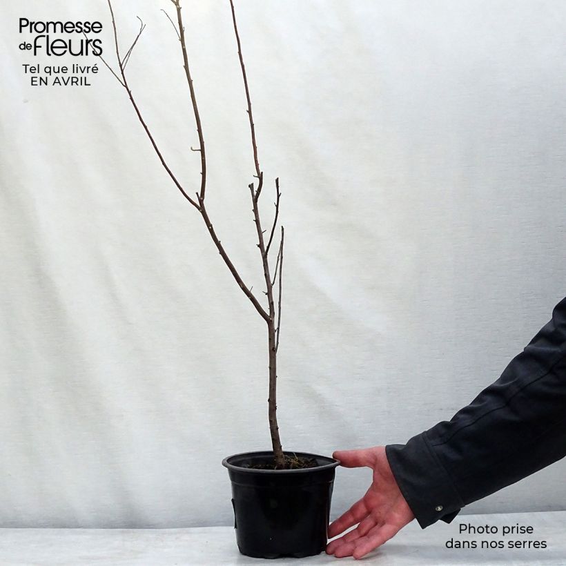 Example of Elaeagnus angustifolia - Olivier de Boheme Pot de 2L/3L as you get in printemps