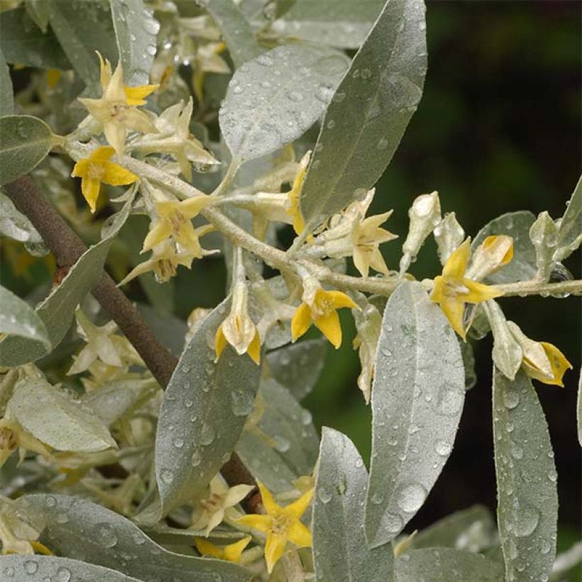 Elaeagnus commutata Zempin - Chalef argenté (Flowering)
