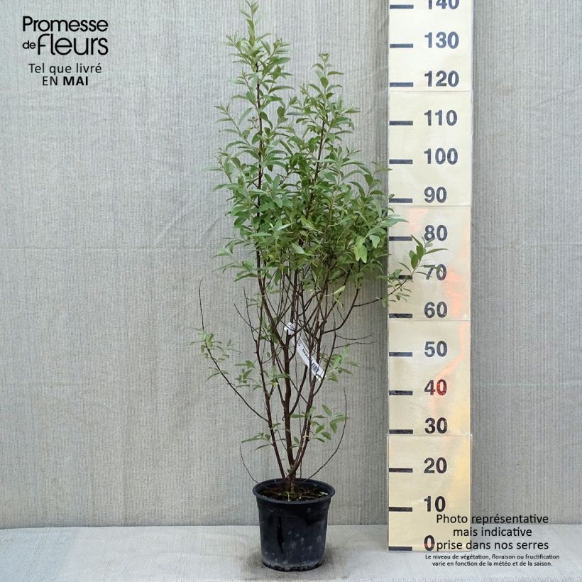 Example of Elaeagnus commutata Zempin - Chalef argenté Pot de 4L/5L as you get in printemps
