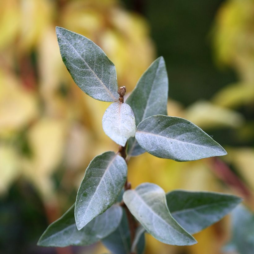Elaeagnus commutata Zempin - Chalef argenté (Foliage)
