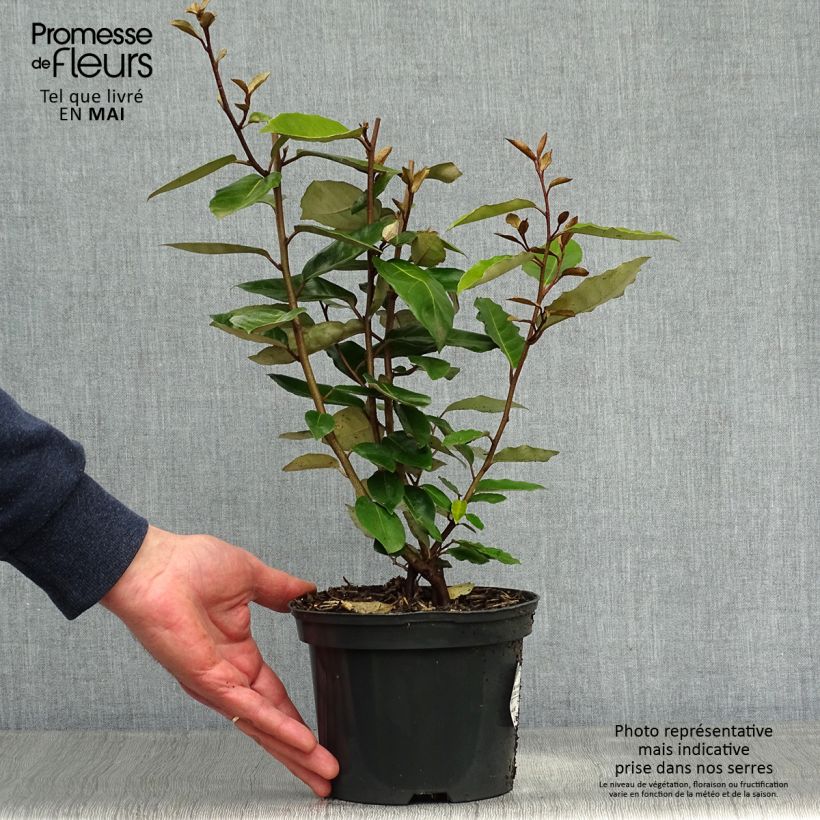 Example of Elaeagnus ebbingei - Chalef de Ebbing Pot de 2L/3L as you get in printemps