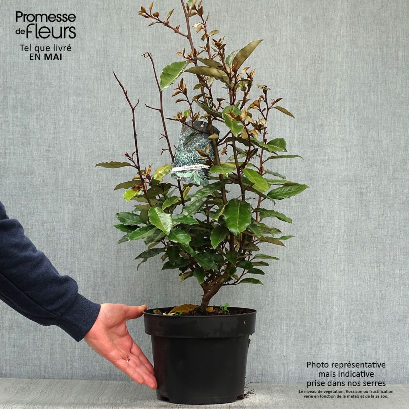 Example of Elaeagnus ebbingei - Chalef de Ebbing Pot de 4L/5L as you get in printemps