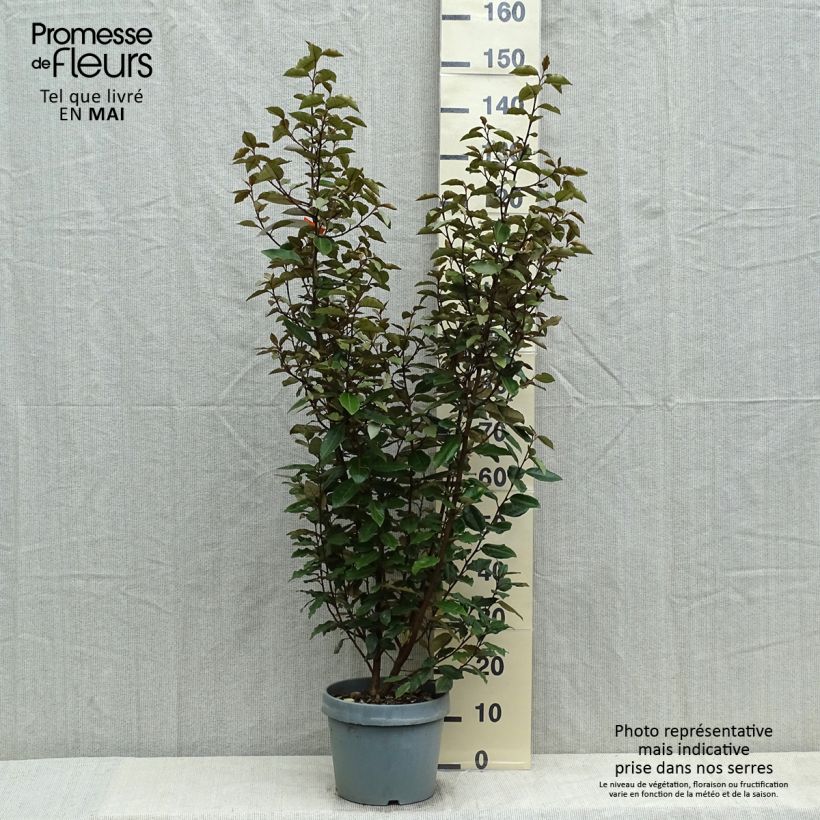 Example of Elaeagnus ebbingei - Chalef de Ebbing Pot de 7,5L/10L as you get in printemps