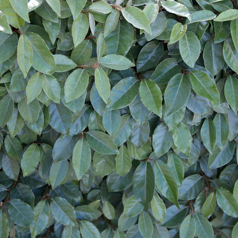 Elaeagnus ebbingei Compacta - Chalef (Foliage)