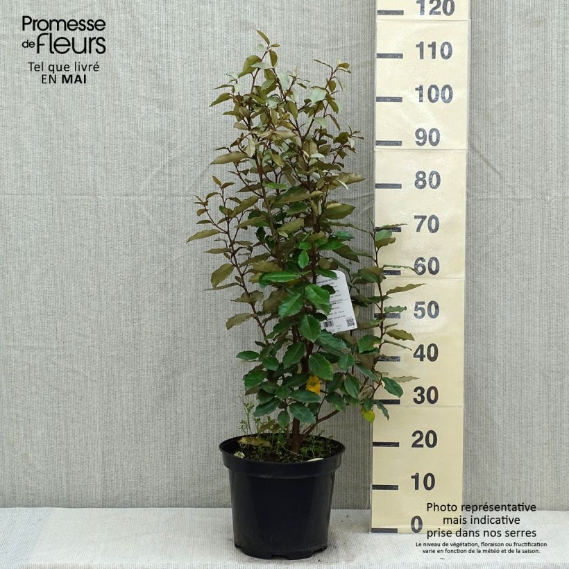 Example of Elaeagnus ebbingei Compacta - Chalef Pot de 7,5L/10L as you get in printemps