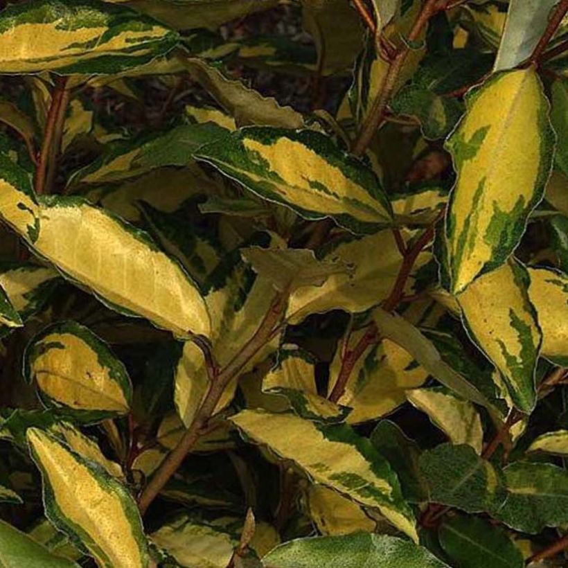 Elaeagnus ebbingei Eleador - Chalef (Foliage)