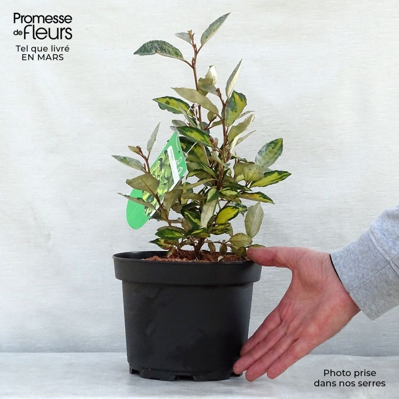 Example of Elaeagnus ebbingei Eleador - Chalef Pot de 3L/4L as you get in printemps