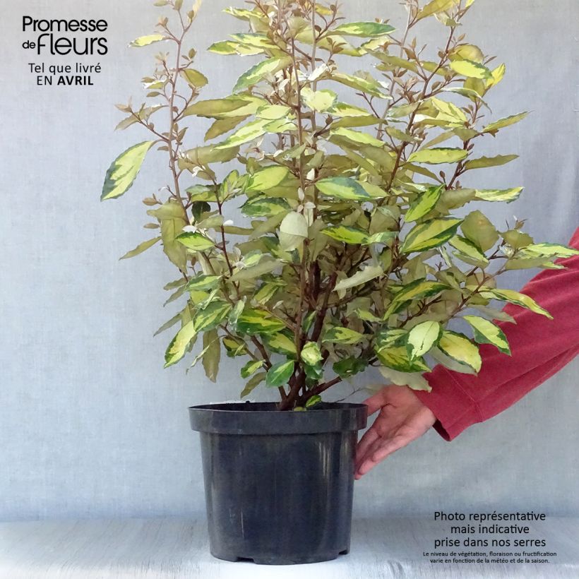Example of Elaeagnus ebbingei Eleador - Chalef Pot de 7,5L/10L as you get in printemps